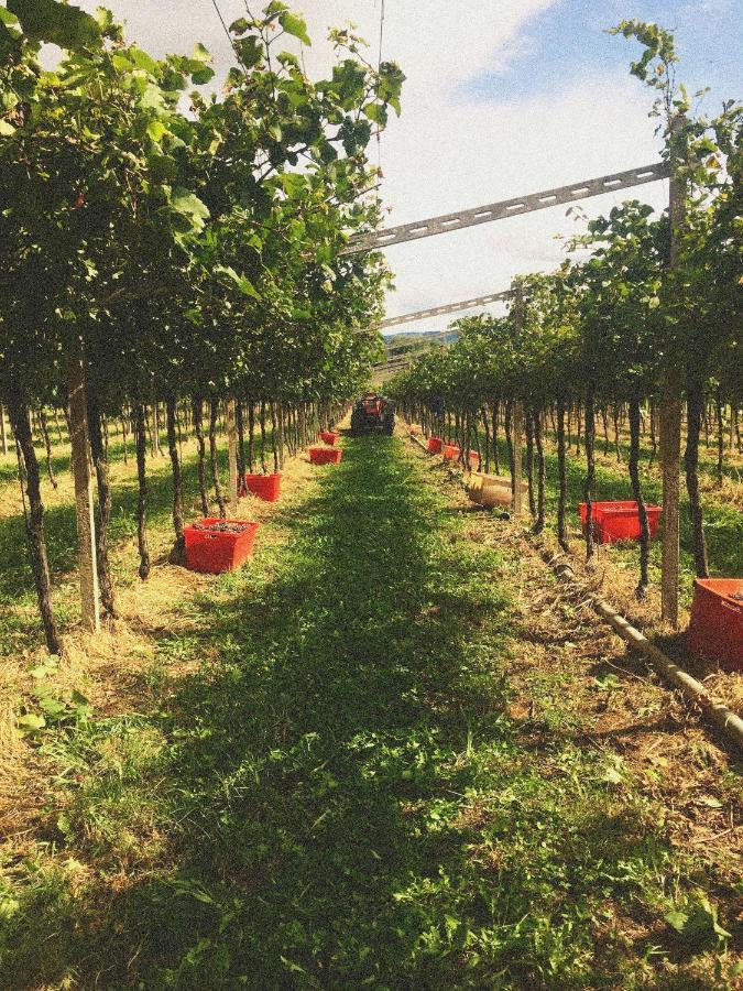 Agriturismo Ca' Cristane Rivoli Veronese エクステリア 写真