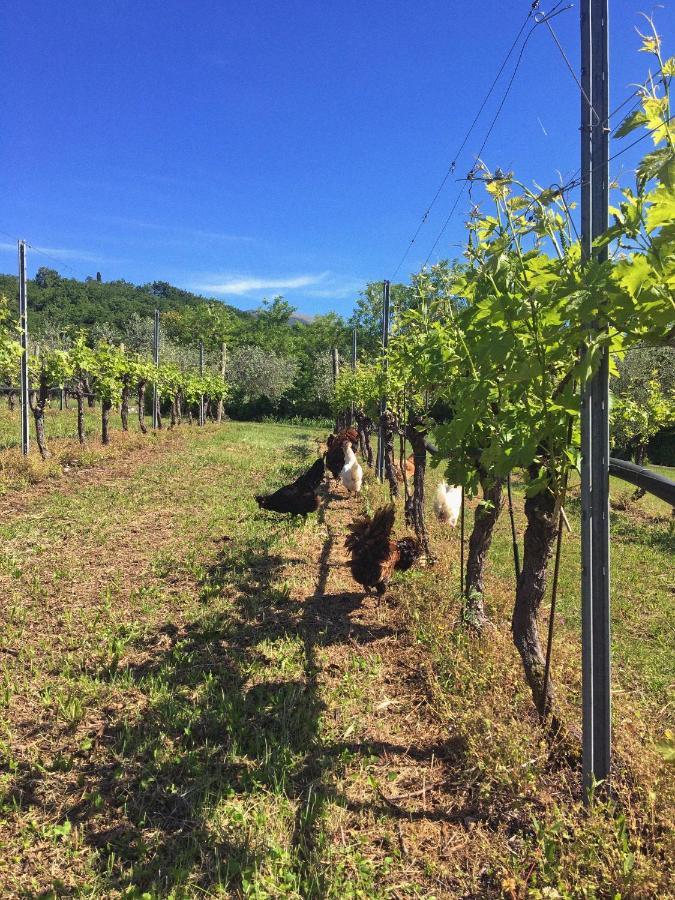 Agriturismo Ca' Cristane Rivoli Veronese エクステリア 写真